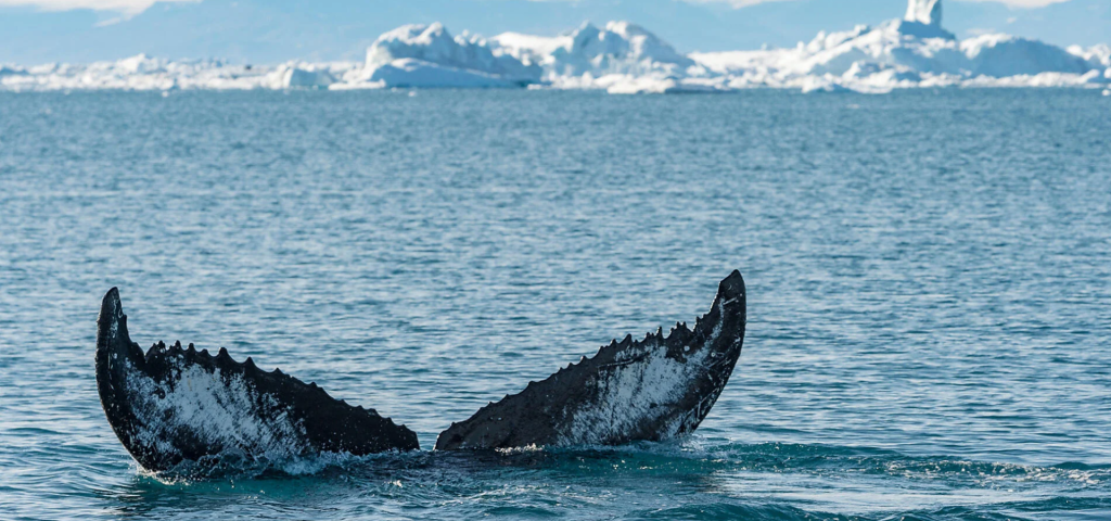 20D19N : In the heart of the Northwest Passage