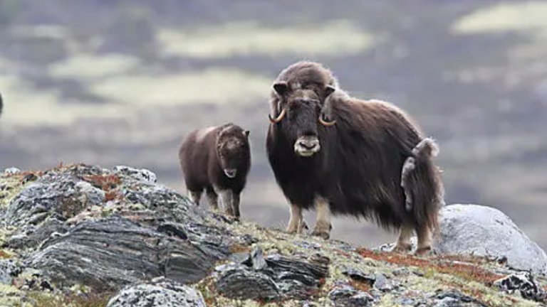 20D19N : In the heart of the Northwest Passage