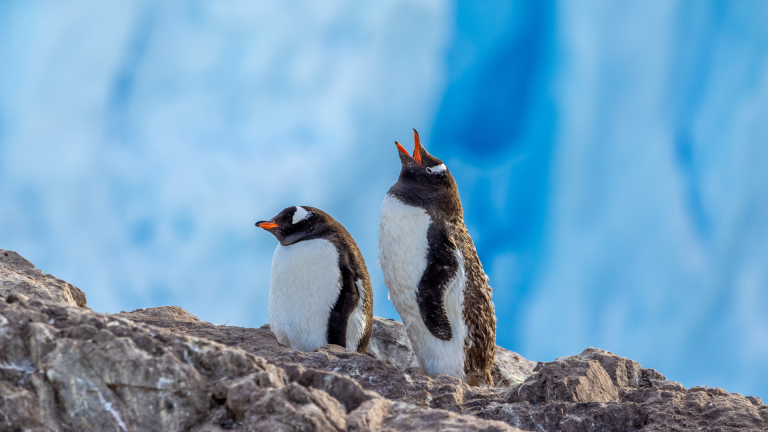 SWAN HELLENIC : 20D18N The Falkland Islands South Georgia Roundtrip Cruise