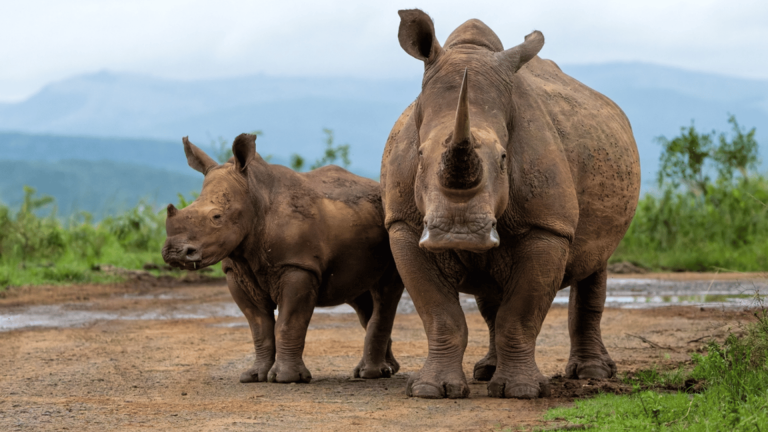 13D12N : Madagascar & South Africa