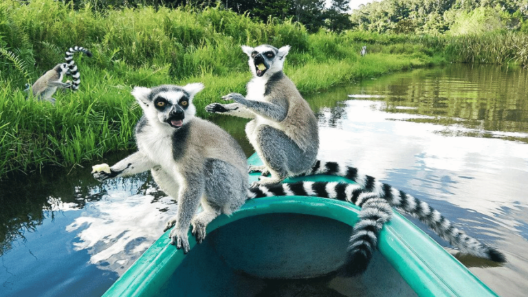 13D12N : Madagascar & South Africa