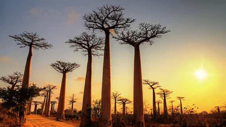 13D12N : Madagascar & South Africa