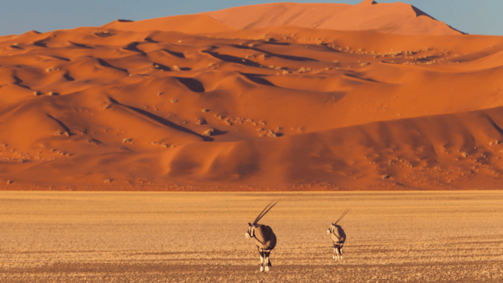 11D10N : Namibian & South African Coastlines