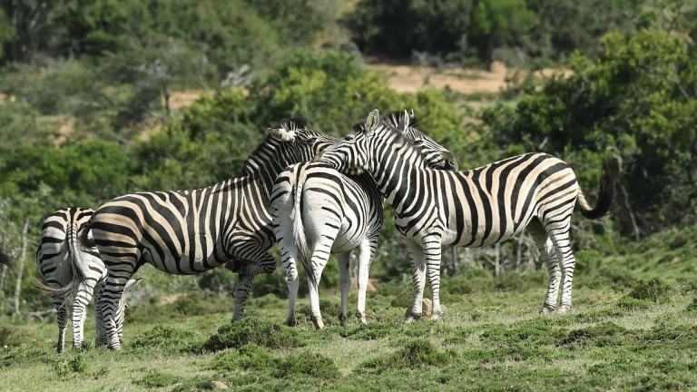 11D10N : Namibian & South African Coastlines
