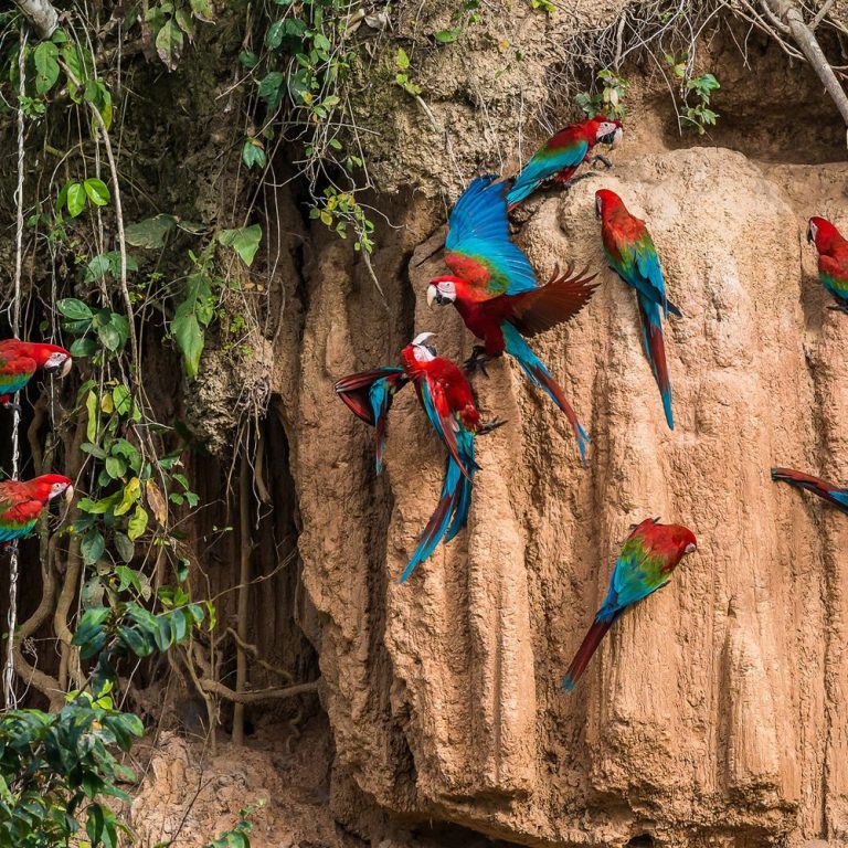 11D10N From the Inca Empire to the Peruvian Amazon
