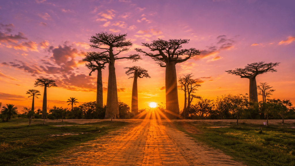 13D12N : Madagascar & South Africa