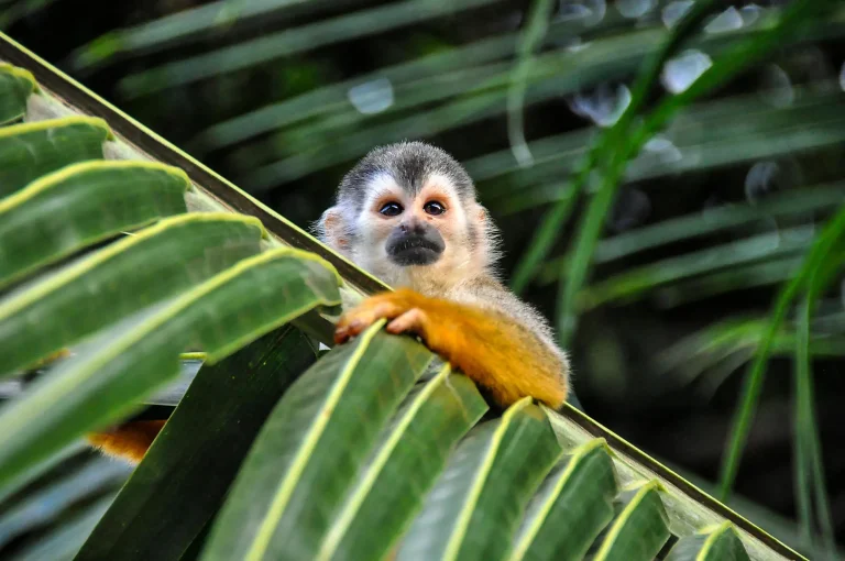 8D7N : Central America Jewels & Panama Canal