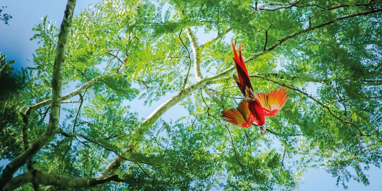 8D7N : Central America Jewels & Panama Canal