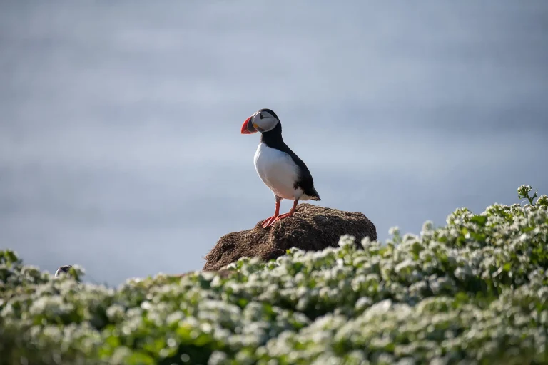 11D10N : Wild lands of Scotland, the Faroe Islands and Iceland
