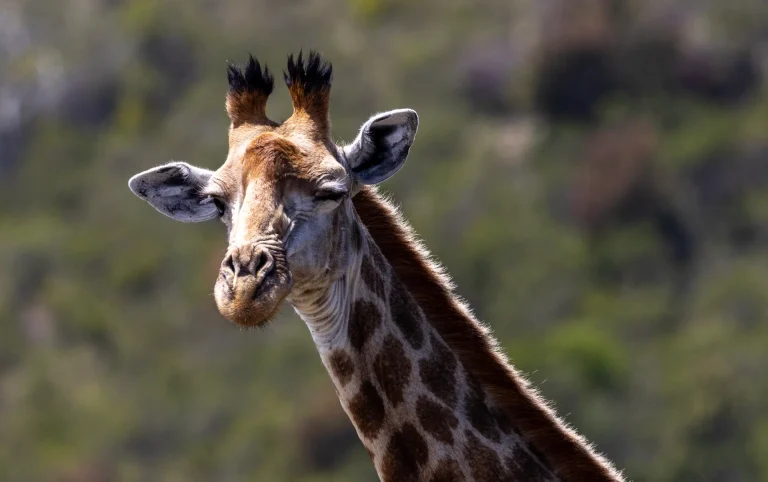 12D11N The Skeleton Coast: Cape Town to Luanda
