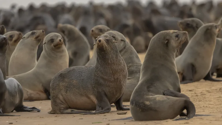 12D11N The Skeleton Coast: Cape Town to Luanda