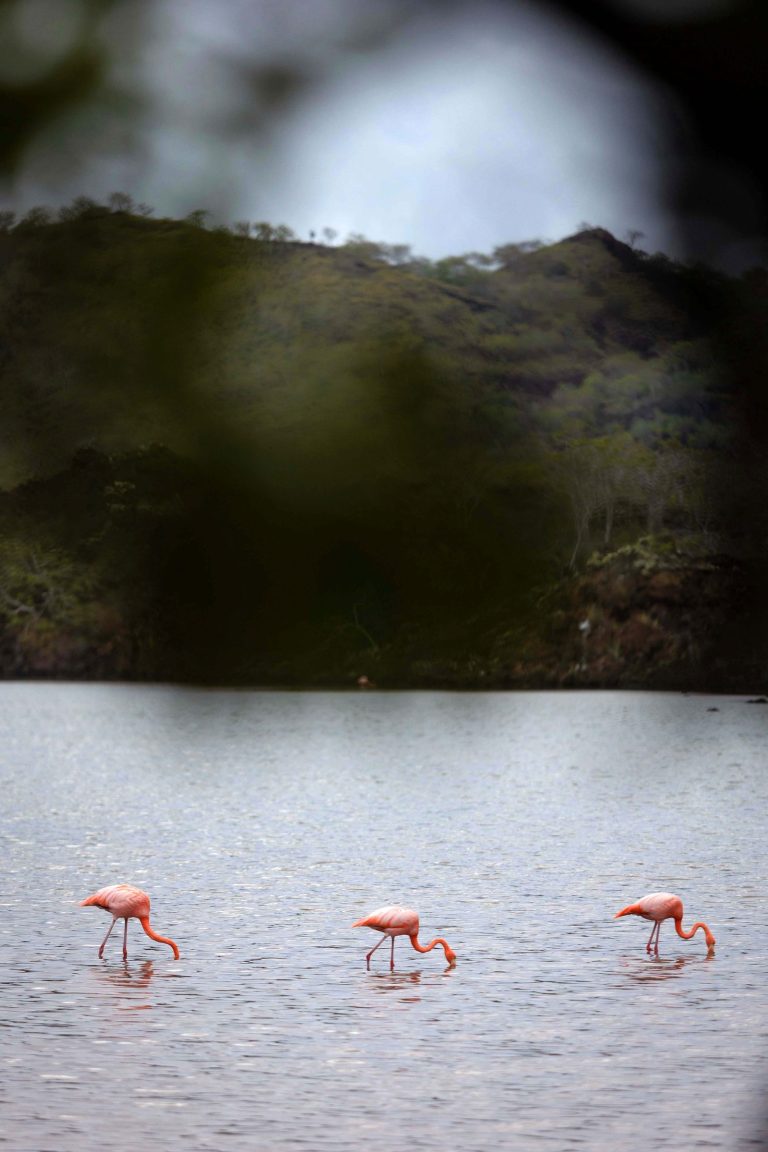 Galápagos American Flamingo