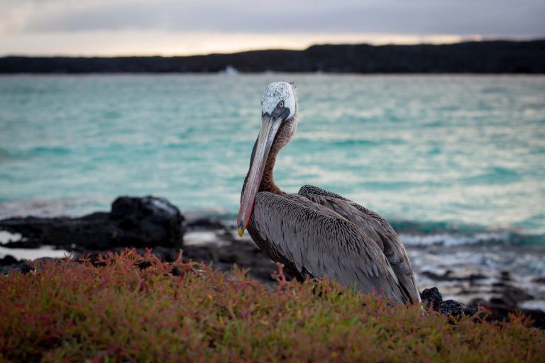 Galápagos Brown Pelican