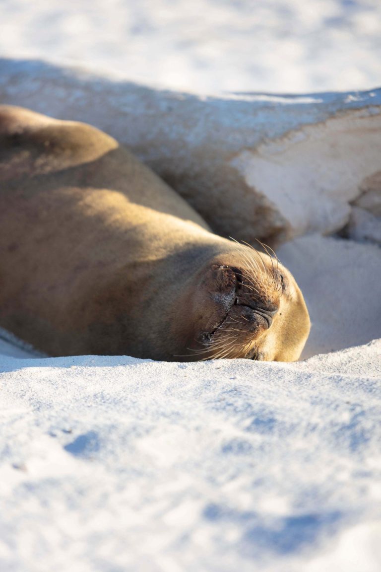 Galápagos Galápagos Sea Lion