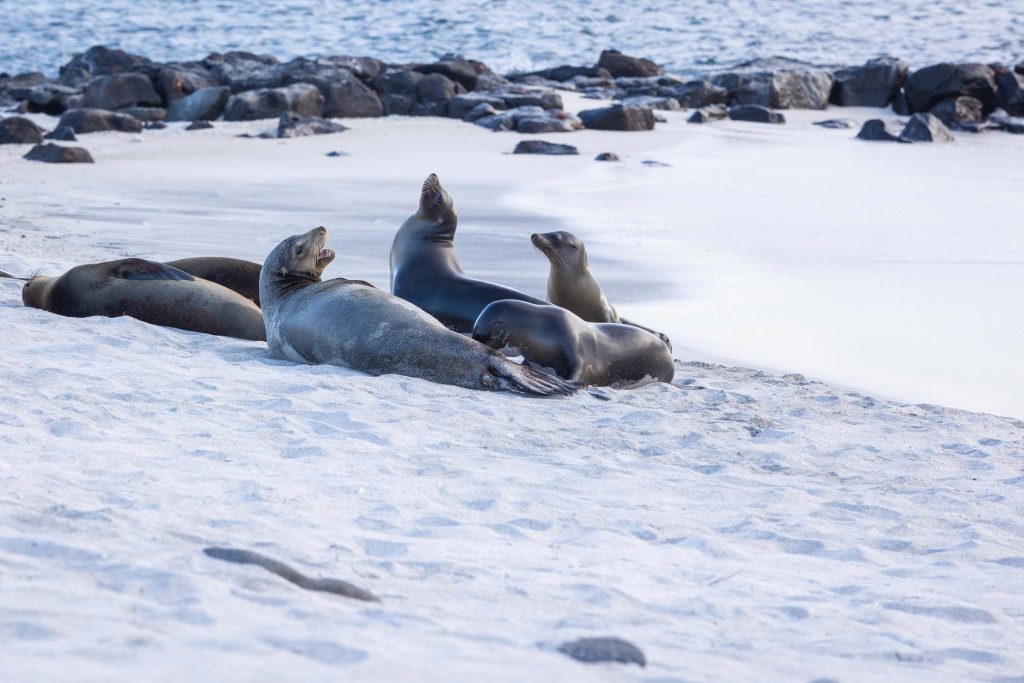 8D7N Galápagos: Islands of Evolution
