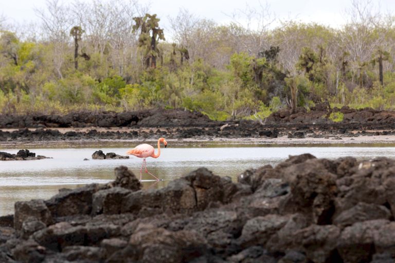 Galápagos Landscape