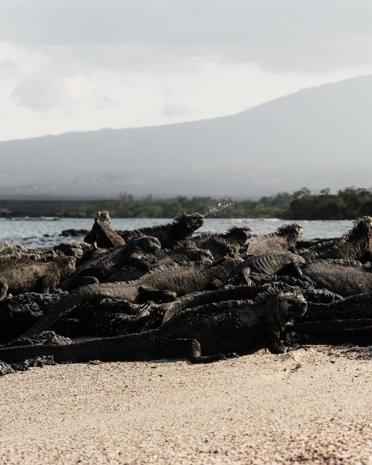 Galápagos Marine Iguana