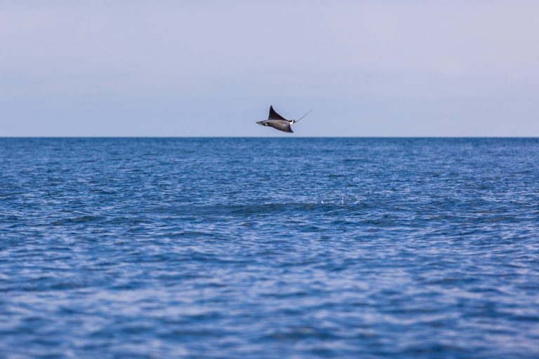 Galápagos Mobula Ray