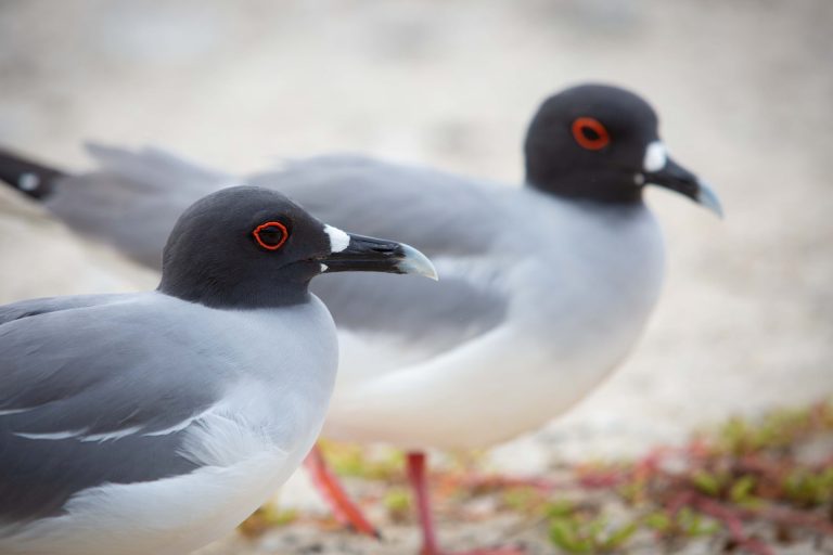 Galápagos Swallow Tailed Gull